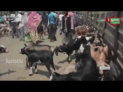 Qu’est-ce que la fièvre de la Vallée du Rift ? Comment se manifeste-t-elle?
